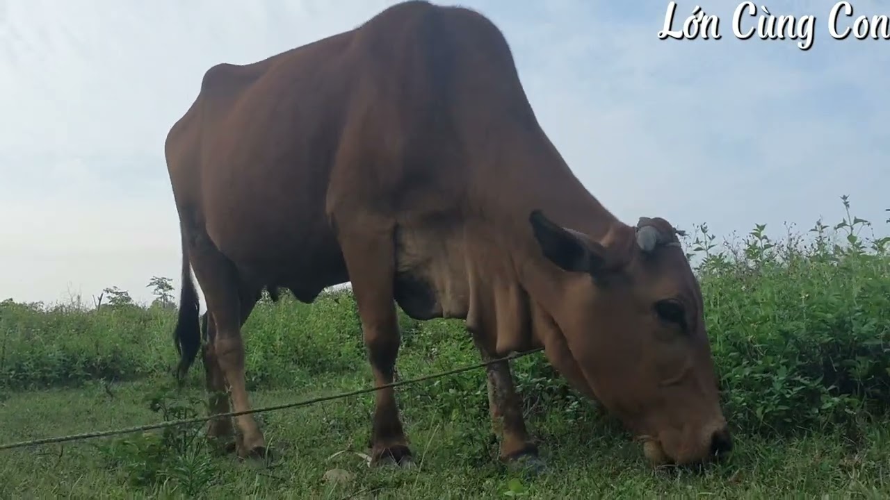 Con b&ograve;, nghe tiếng b&ograve; k&ecirc;u v&agrave; xem con b&ograve; gặm cỏ | Cow | Cow squeal | cows graze