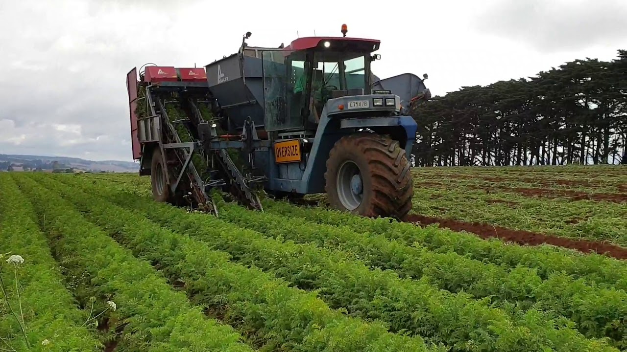 ASA-lift carrot harvester. Working in Victoria