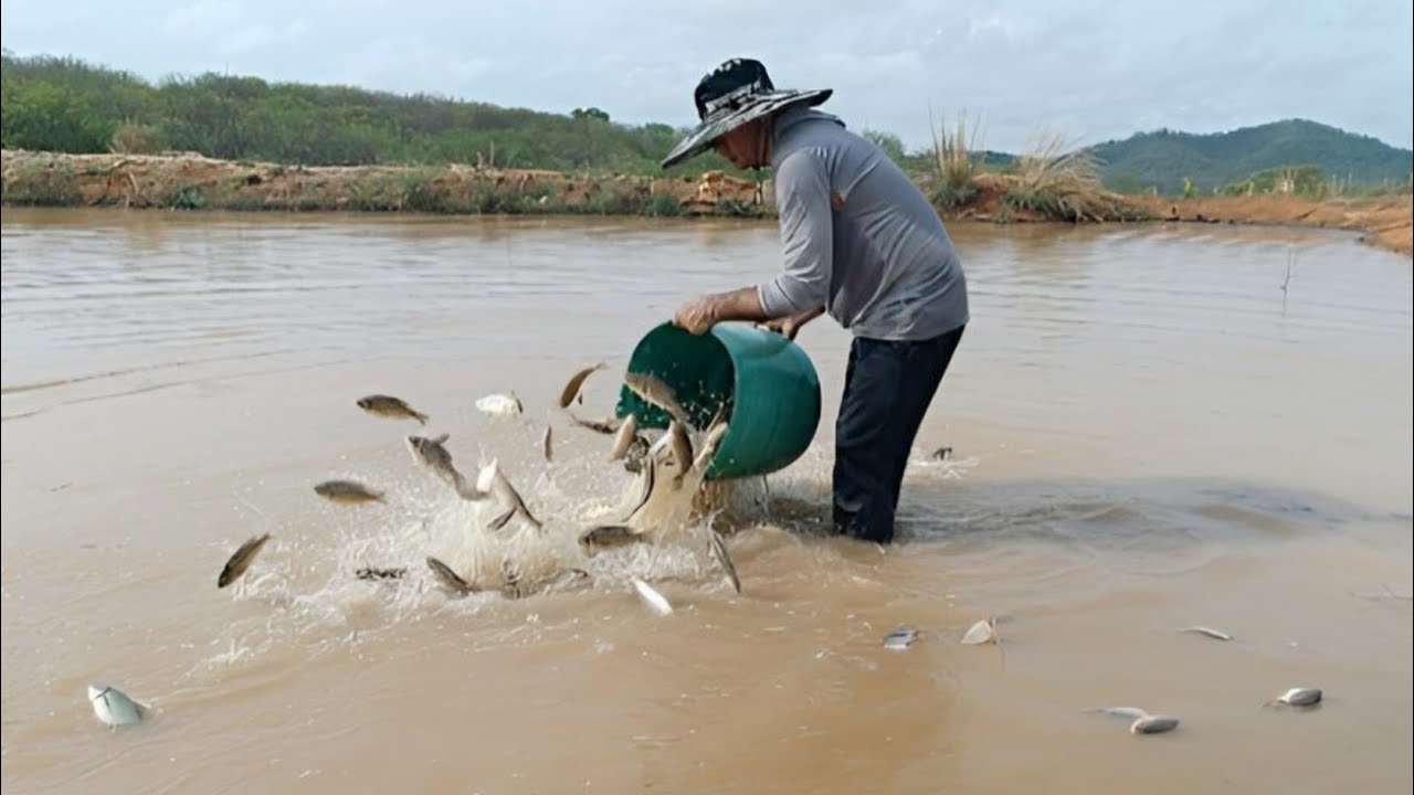 ABASTECENDO MAIS UM AÇUDE COM OS PEIXES DO MEU CRIATÓRIO EM 2026