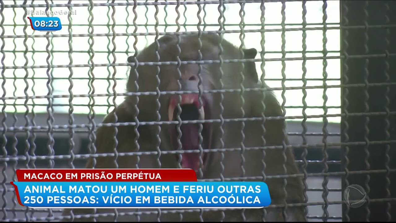 Macaco é condenado à prisão perpétua após matar homem
