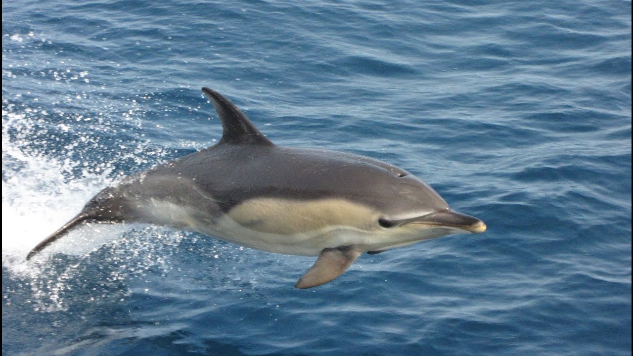 Adorable Common Dolphins
