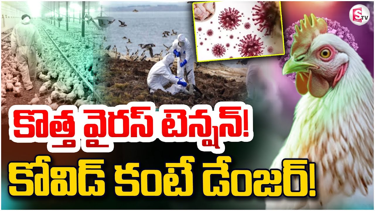 H5 Bird Flu New Virus Alert LIVE🔴: కొత్త వైరస్ టెన్షన్ | Telugu Latest News | @sumantvdigitallive