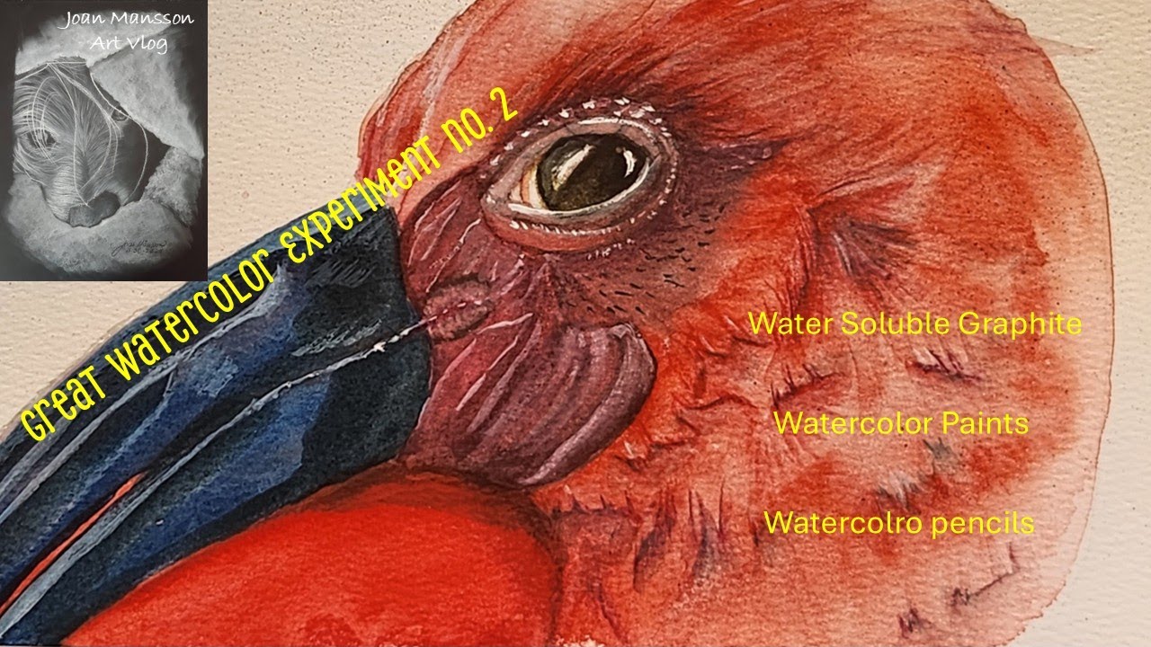 Great Watercolor experiment 2: Scarlet Ibis