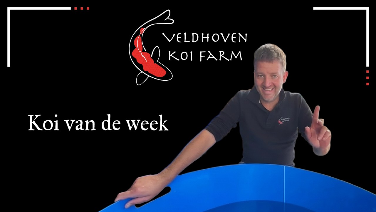 🎥 VKF - Koi van de week! Showa - Maruhide - Male