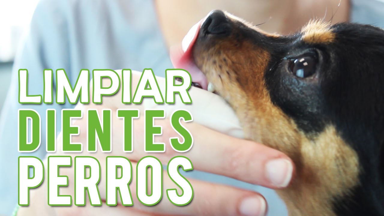 Como Cepillar Los Dientes A Un Perro | Limpiar Dientes Perro