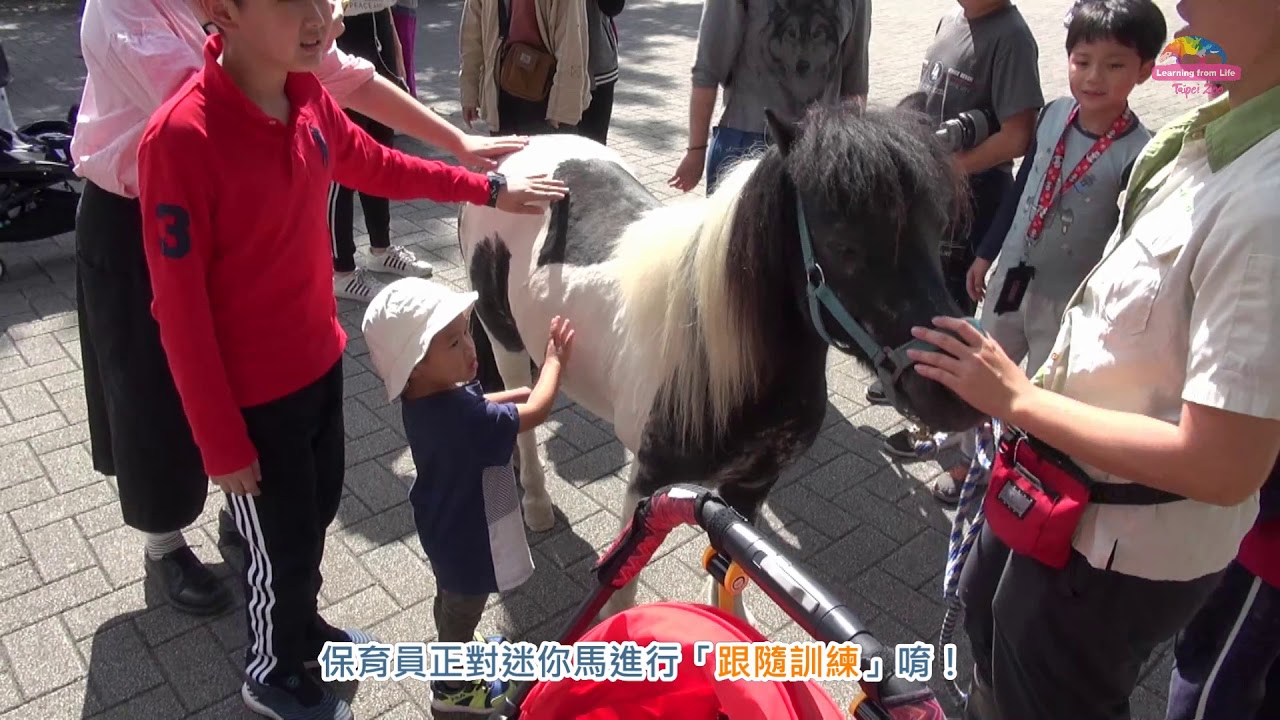迷你馬帥哥超會「撩妹」~單身保育員甘拜下風！