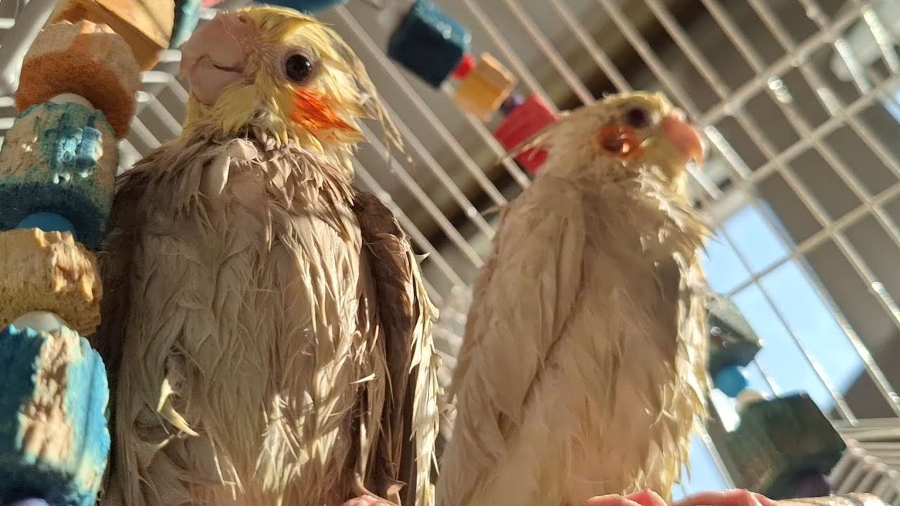 Bath Time for My Four Cockatiels!