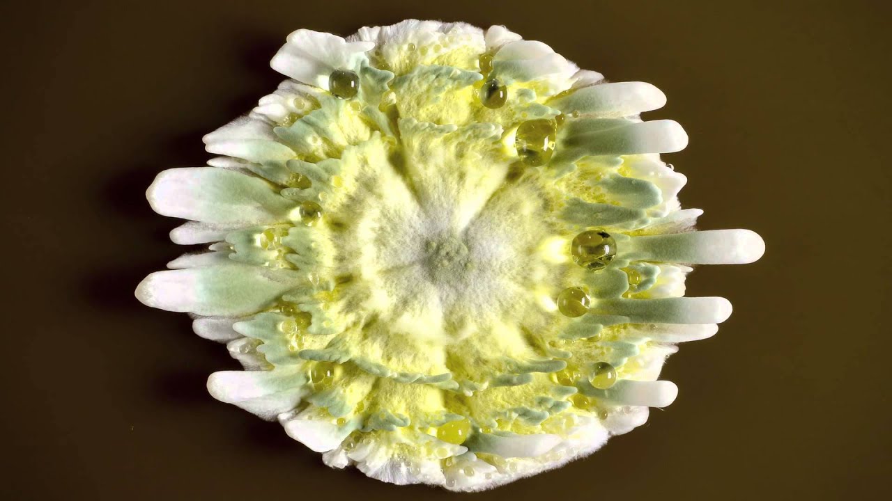 De schimmel penicillium groeit van een enkele spore uit tot een zichtbare kolonie en vormt antibioti
