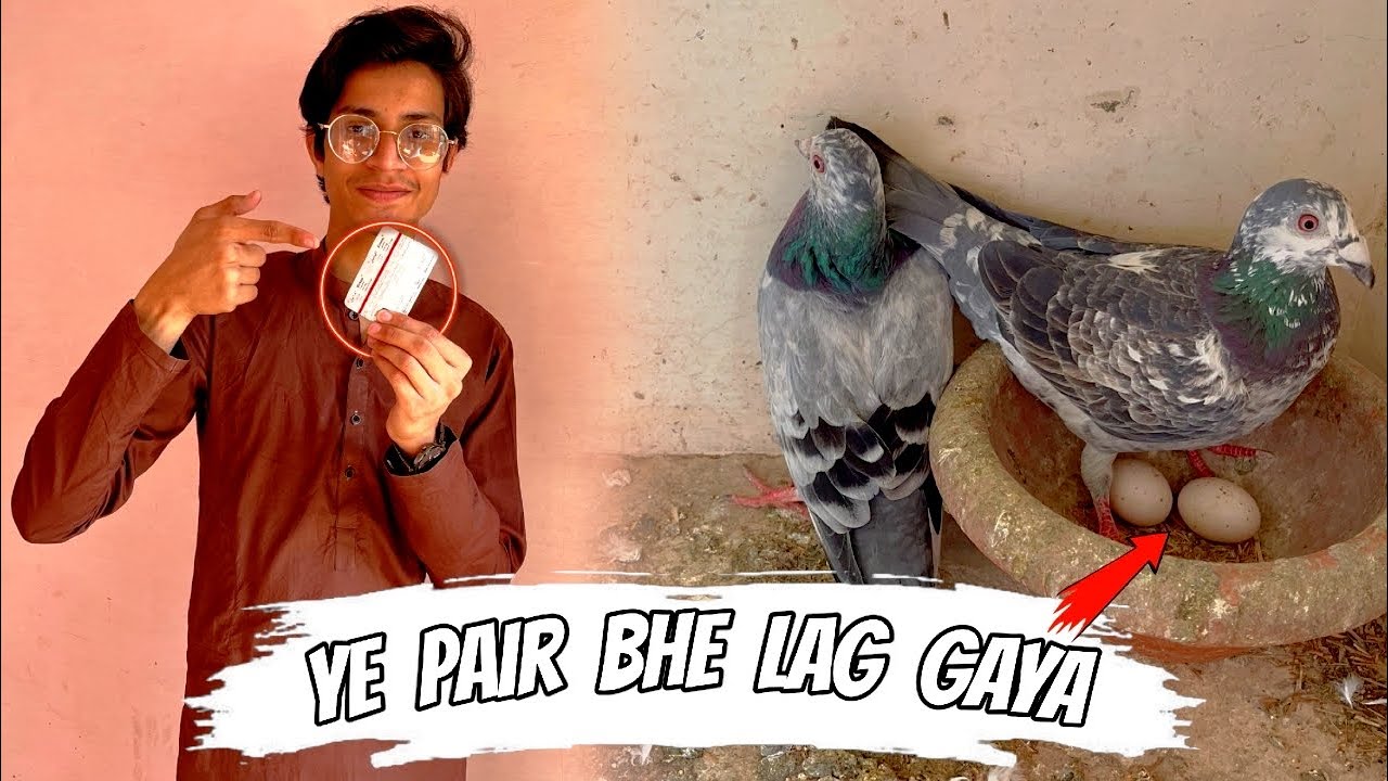 Is jore k ando ka bhot intezar tha 😩 || Finally eggs agae ❤️ || Pets Zone 