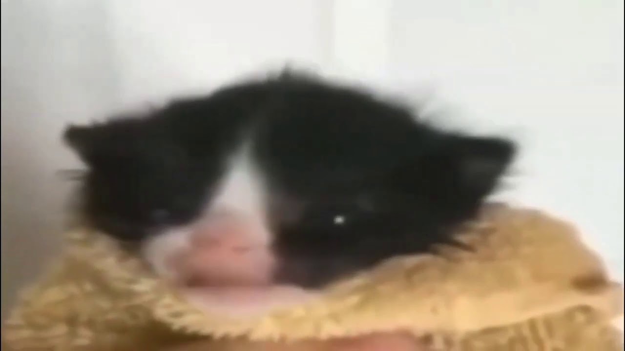 gato falando quero caf&eacute; muito engra&ccedil;ado kkkk