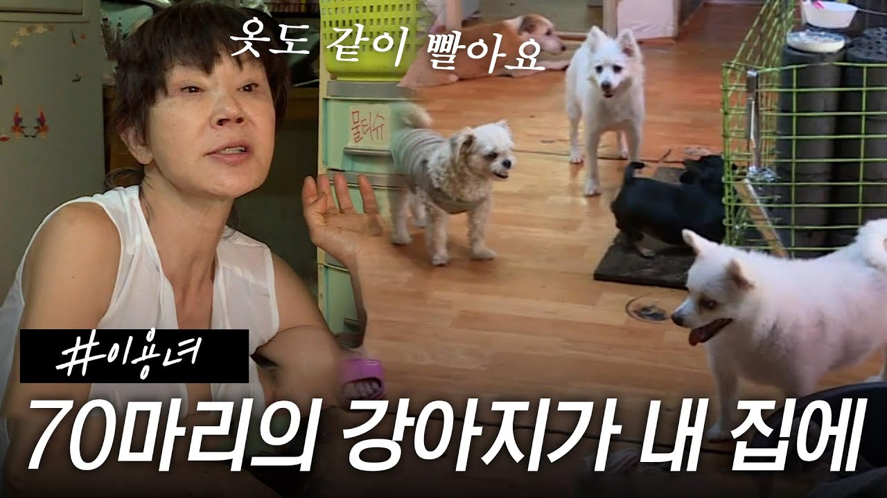 [스페셜] 여배우 이용녀가 집 안에 개 70마리를 데리고 사는 이유 #특종세상