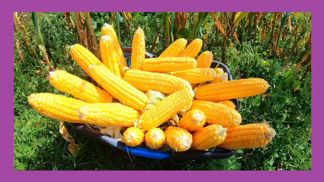 Bantam Zuckermais anbauen  🌽🌾 Vom Korn zum goldgelben Maiskolben 🌽 Aussaat bis Ernte 🌽 Mais pflanzen