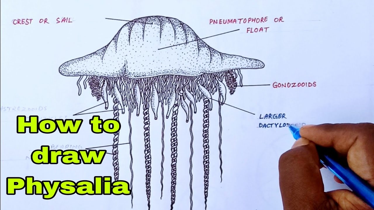 How to draw Physalia