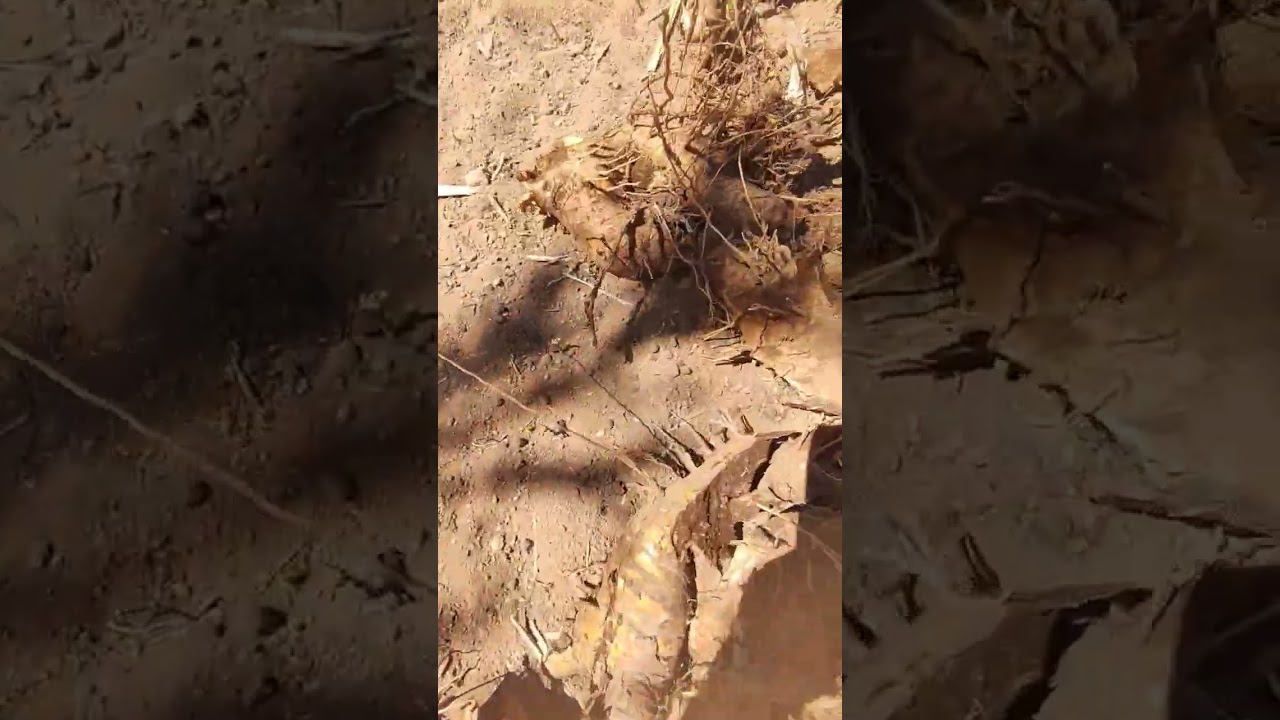 Los beneficios del gofio canario 🤠😋 #shortvideo #canaryislands #funny #sorts #gofio