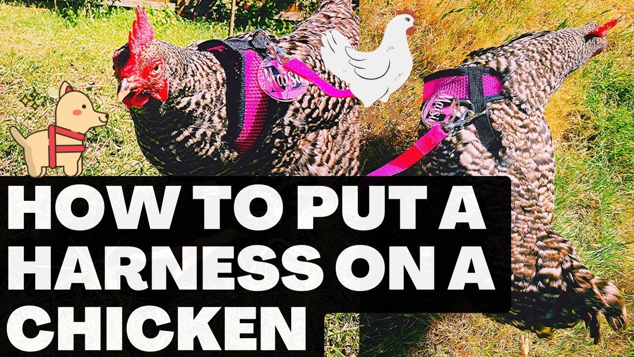 How To Put A Harness On A Chicken