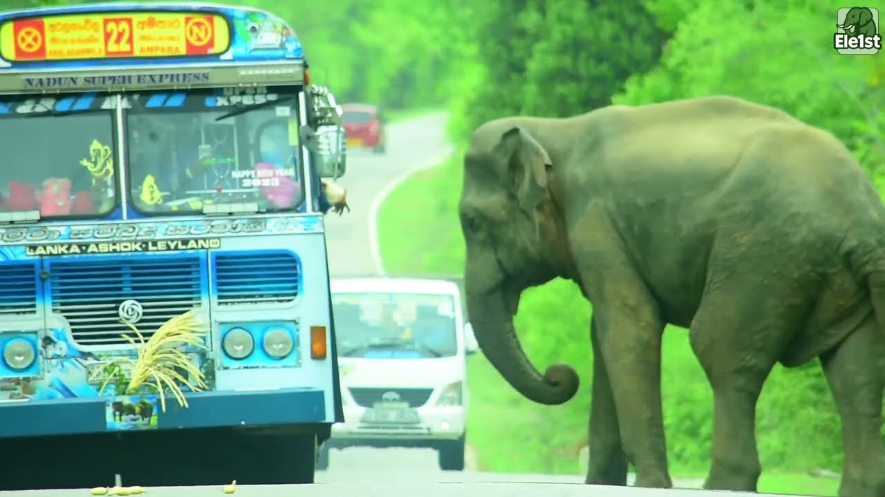 On the road in the middle of the forest, these elephants attack.#elephantattack #wildlife