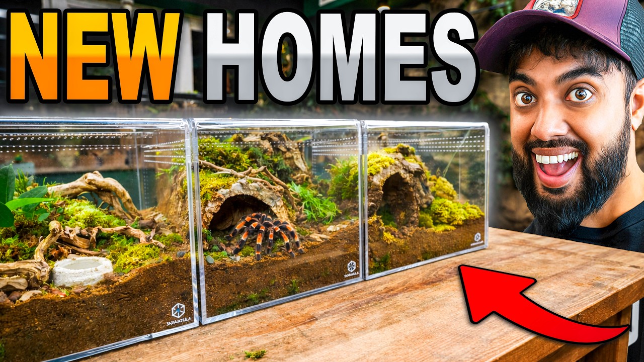 I Upgraded Every One of My Large Tarantulas!