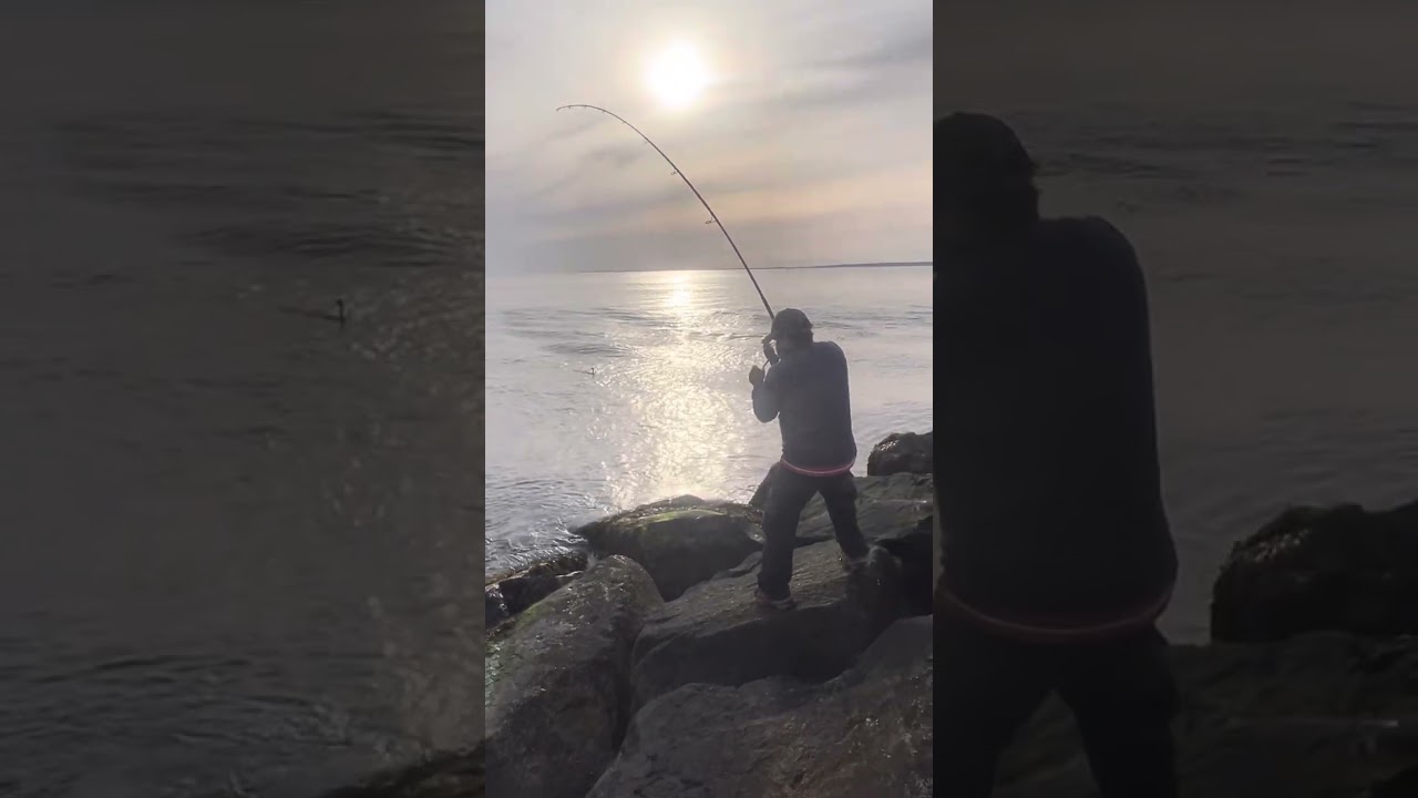 Catching Bluefish On Cape Cod From Shore!