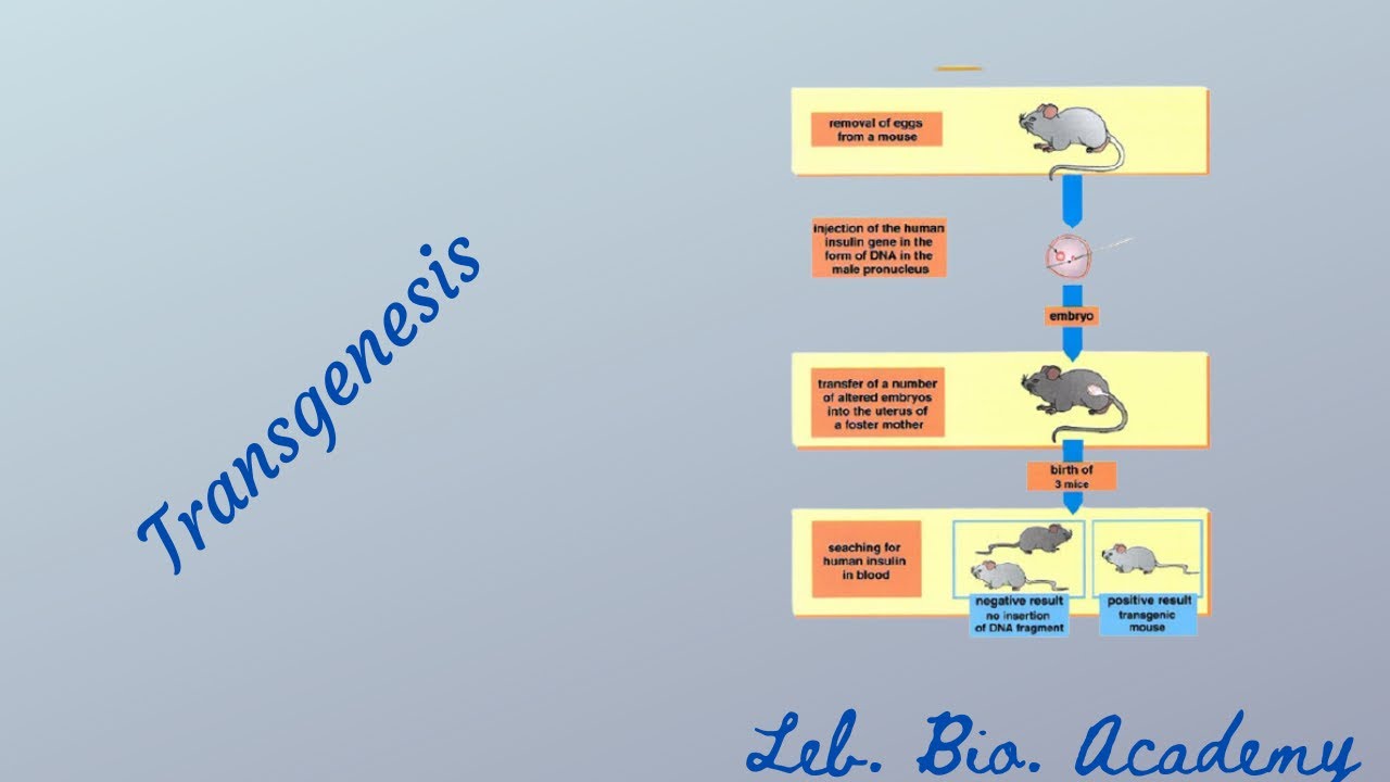 Transgenesis