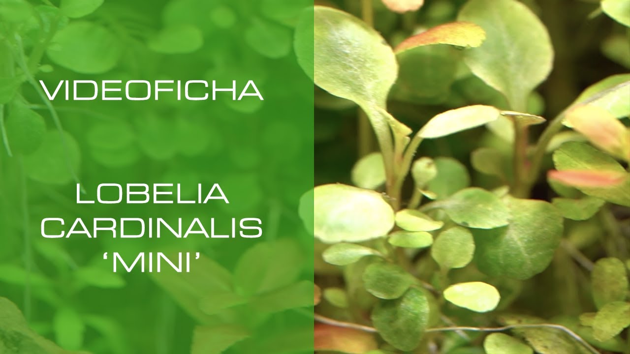 Lobelia cardinalis 'Mini' - VideoFicha - Una planta fácil de gran adaptabilidad - PezVerde