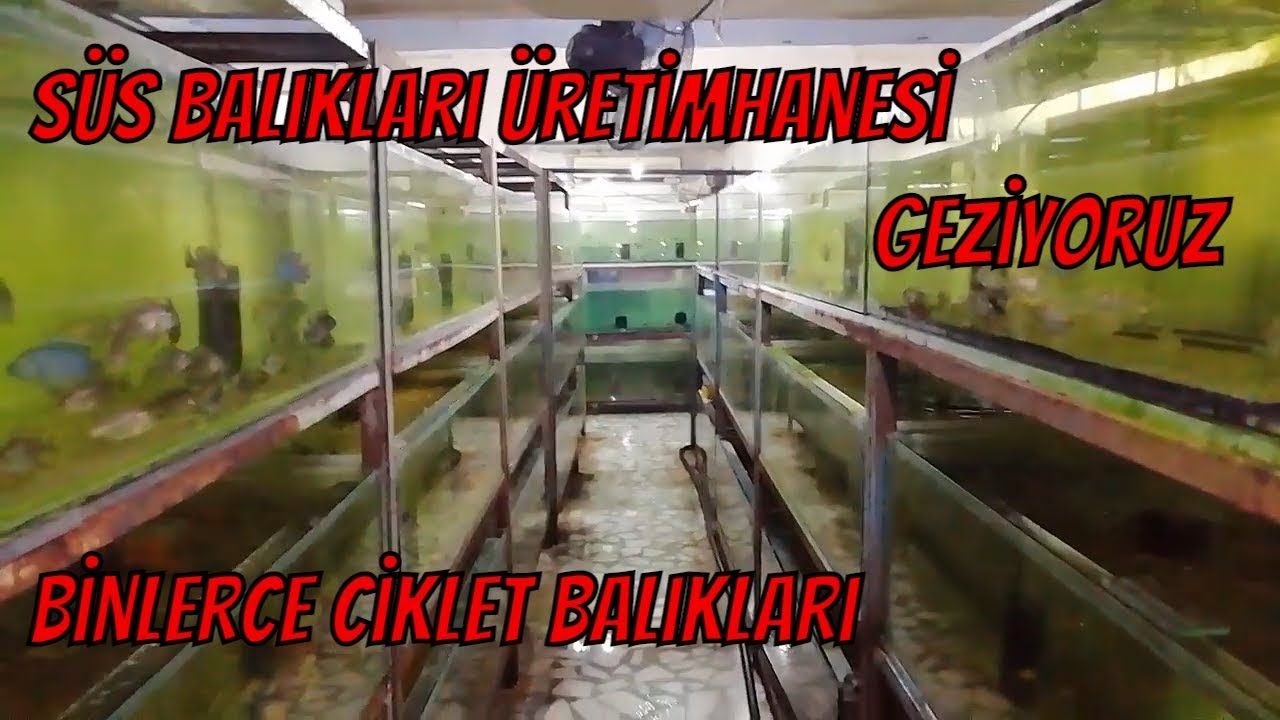ciklet üretimhane