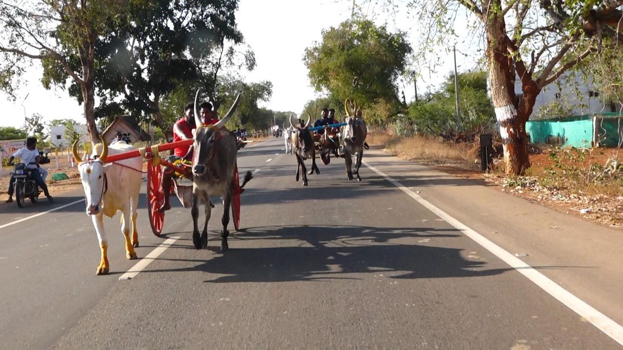 ETSS - சிவகங்கை பெரியமாடு - 15/03/2026