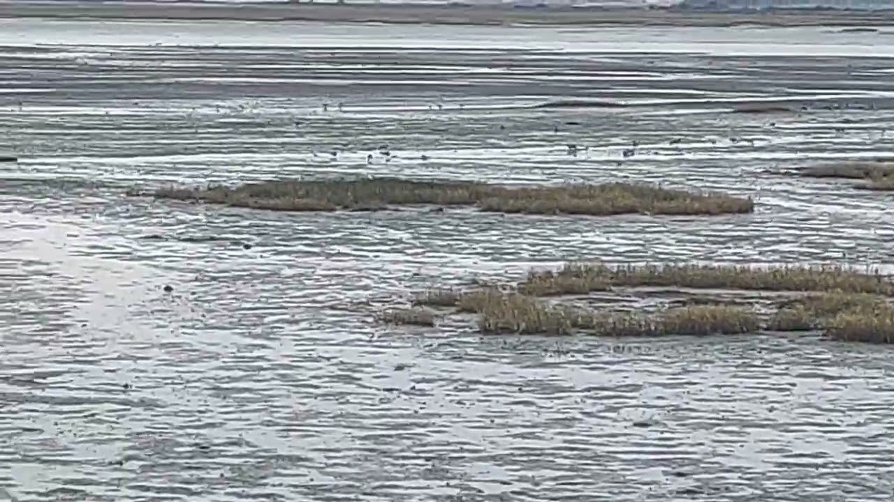 Wading Birds At Low Tide, Chalkdock Lake, Bedhampton.