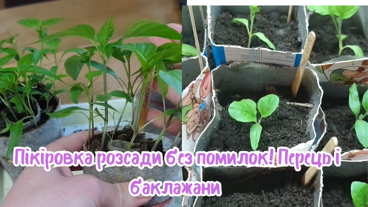 Як пікірувати перець і баклажани 🌱 детальний процес