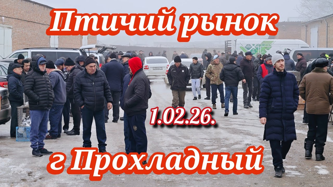 Голуби цены Птичий рынок г Прохладный