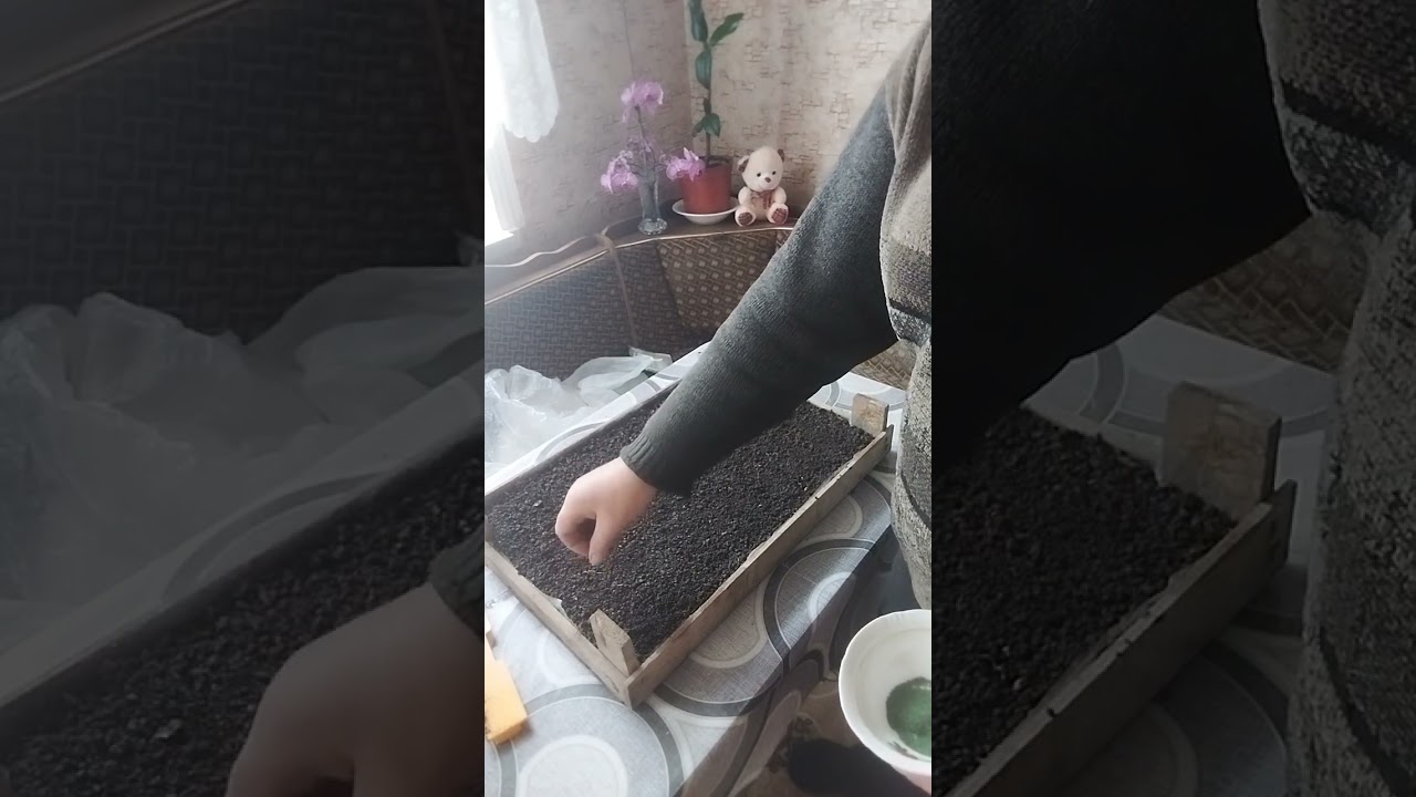 @ПРИЙШОВ ЧАС СІЯТИ СЕЛЕРУ (СЕЛЬДЕРЕЙ)