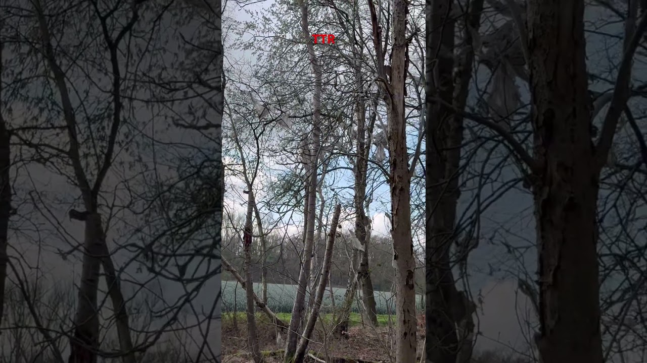 Plastikmüll in den Bäumen: Ein trauriger Anblick in der Natur 🌳🚮 #deutschland #nature #subscribe