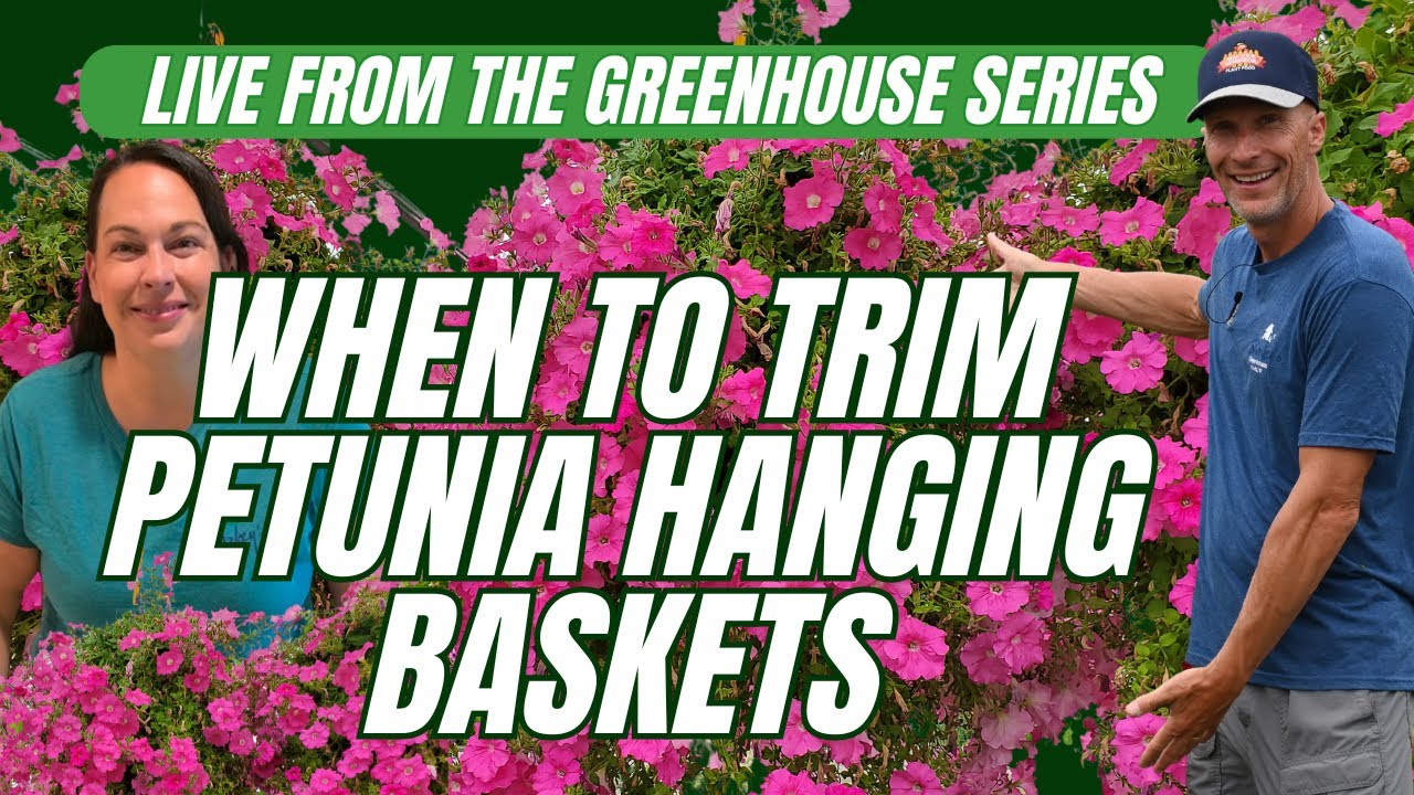 When to TRIM Petunia Hanging Baskets - Why & How - Live from the Greenhouse series