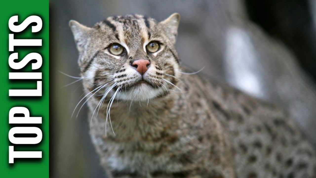 10 Unusual Cat Species