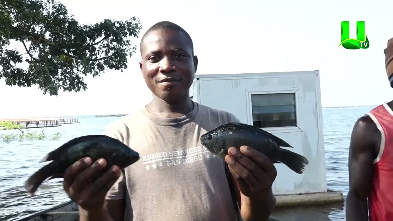 AYEKOO: TIME WITH ANDREWS KWAME PIANIM - AQUACULTURE FARM