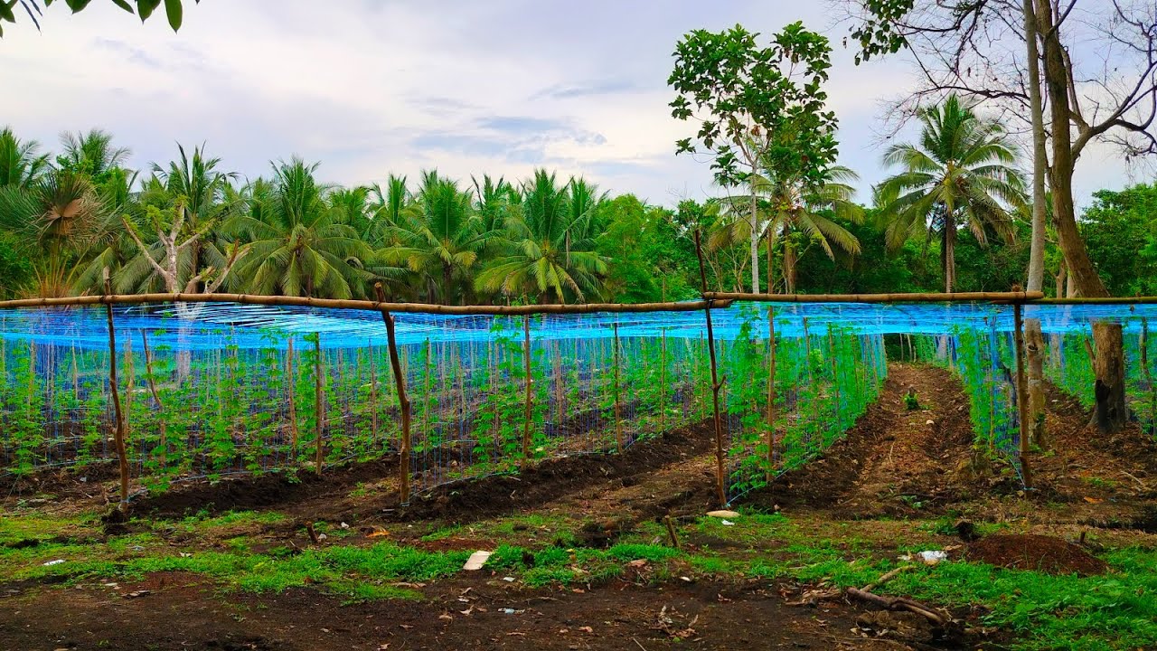 ampalaya farming 30 days after direct seeding