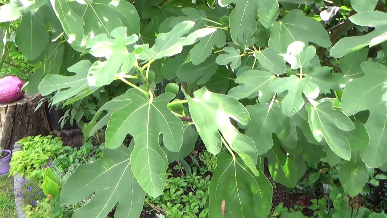 Der kleine Feigenbaum    Teil 2