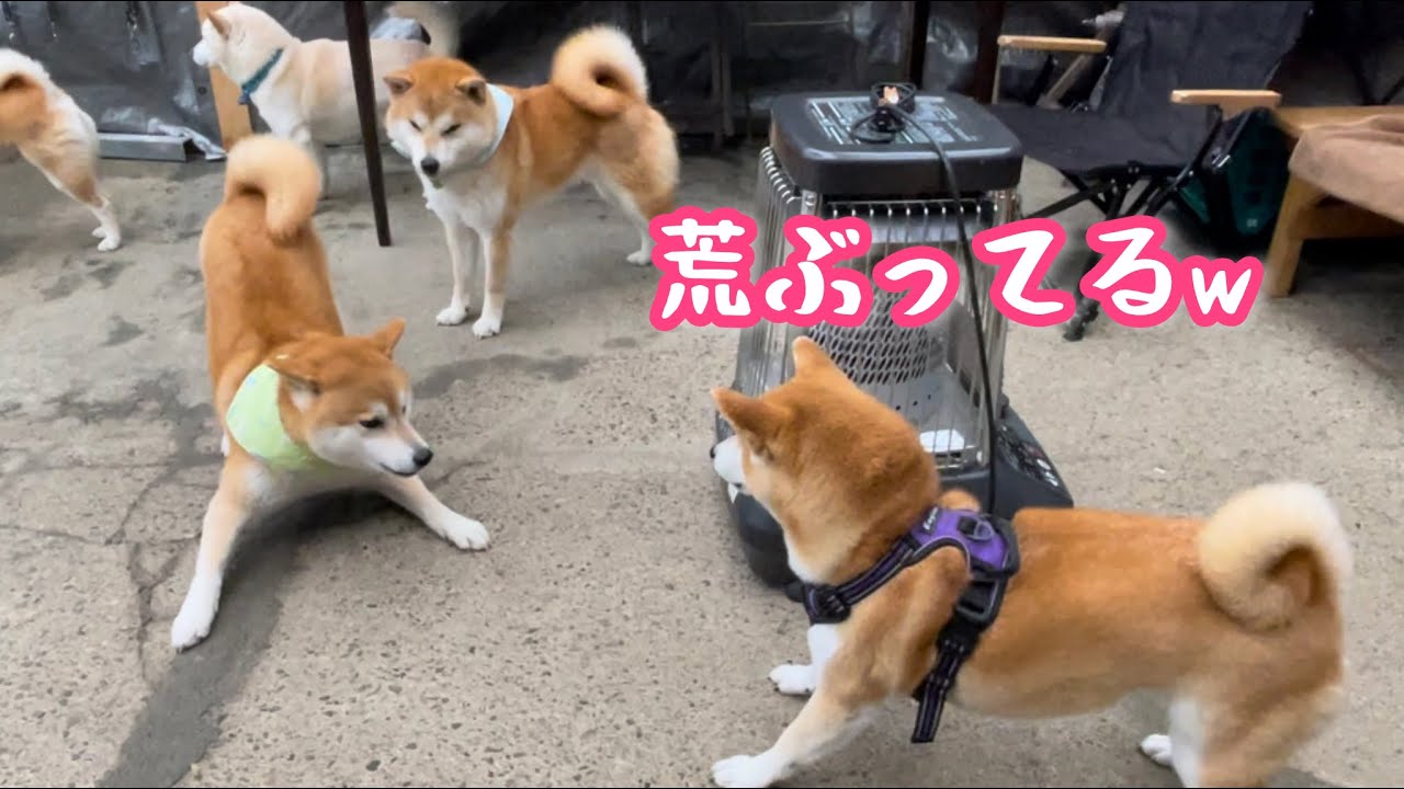 荒ぶる柴犬茶太郎、この後病院行きw