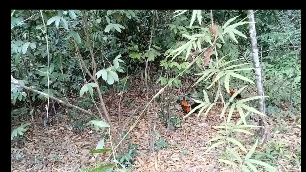 #Dib Qaib Qus 05/01/2026 ต่อไก่ป่า# Hunting Jungle fowl Ep16.