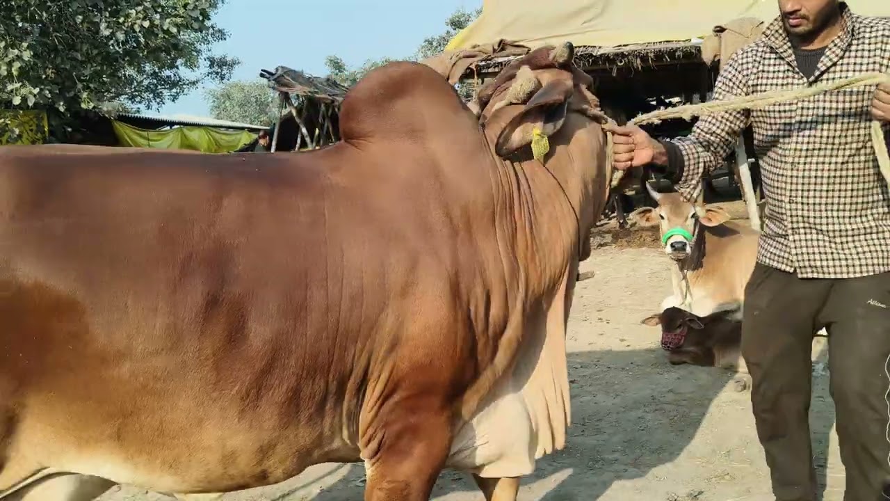 cow 🐄 for sell in chausa pashu Mandi Buxar Bihar se nya video S pandey Mo 9155472296