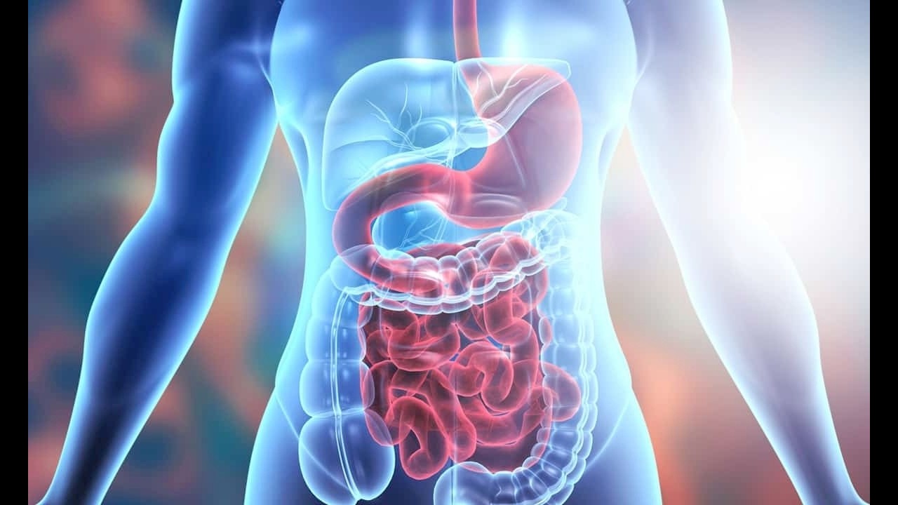 Digestive system #rrbje