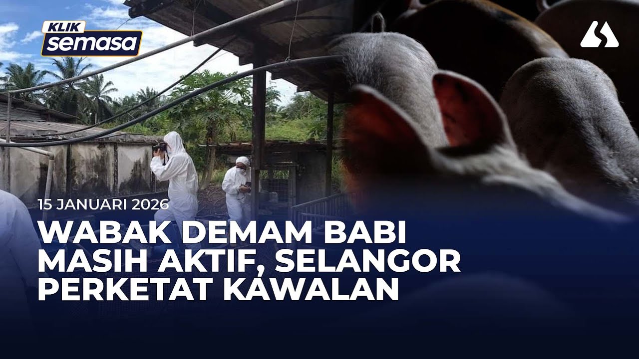 Wabak ASF masih aktif, Selangor perketat kawalan ladang babi