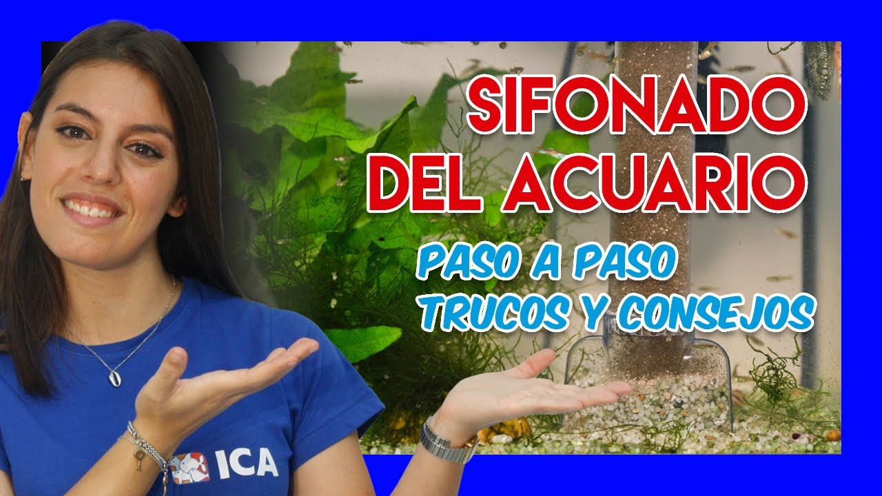 ¿CÓMO SIFONAR EL ACUARIO? 🐟 - Importancia del sifonado y cómo realizarlo
