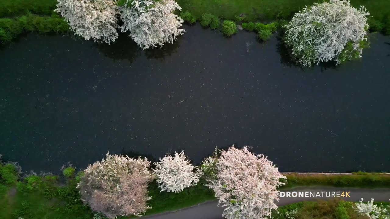 GRAND CANAL walk in Europe with colorful trees #travel #europe #drone