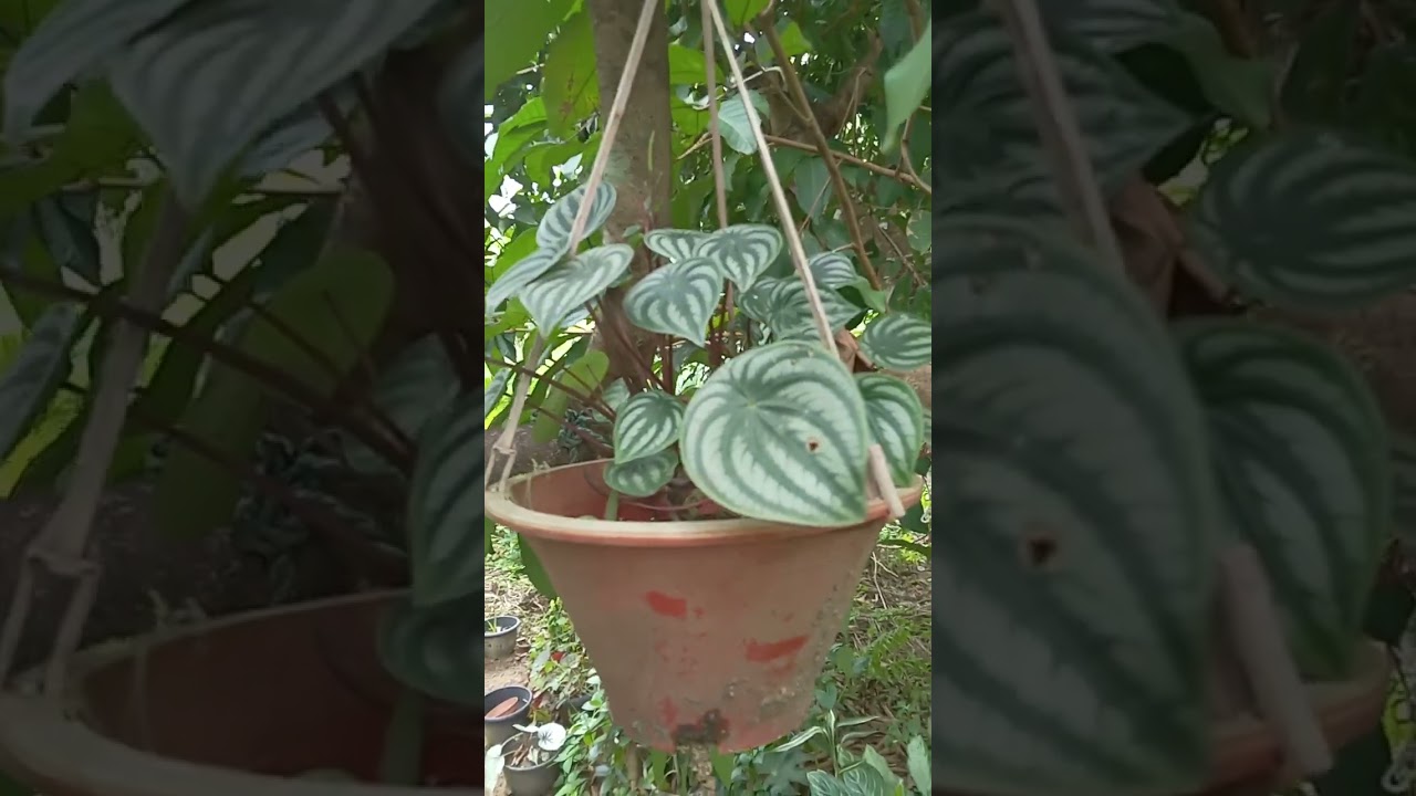 දම් පාටට කැමැති අයට