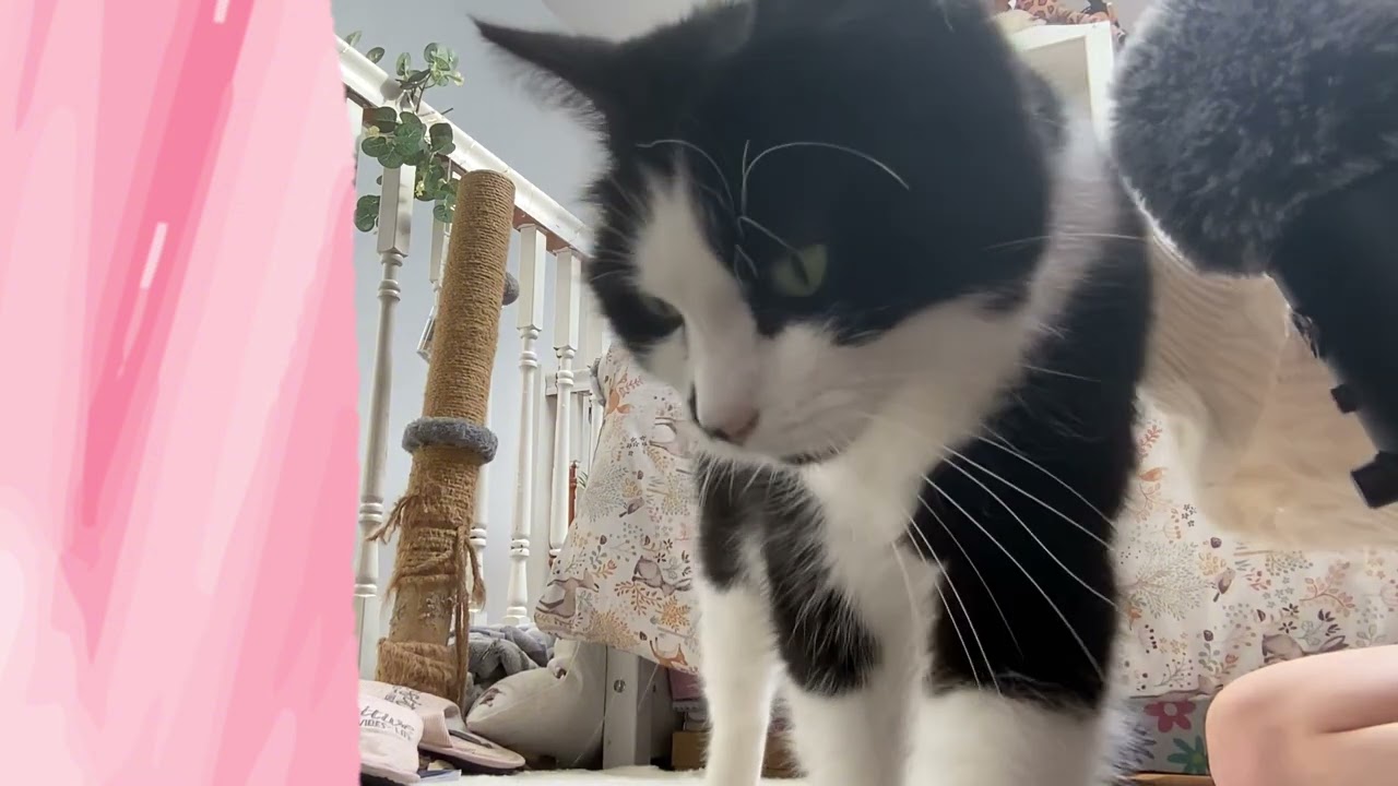 Attempting to do Asmr with my cat (chaotic type of vid)  #ASMR