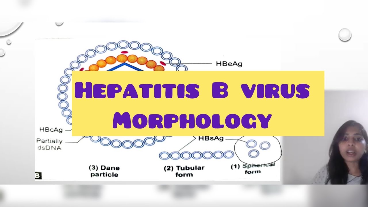 Morphology of Hepatitis B virus | HBV