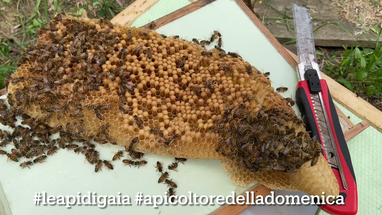Varroa, la tecnica del telaio trappola