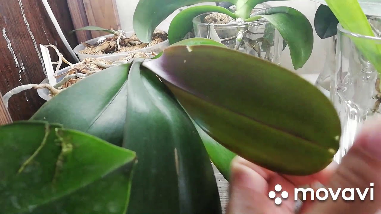 Новенькая Phal. cornu-cervi red