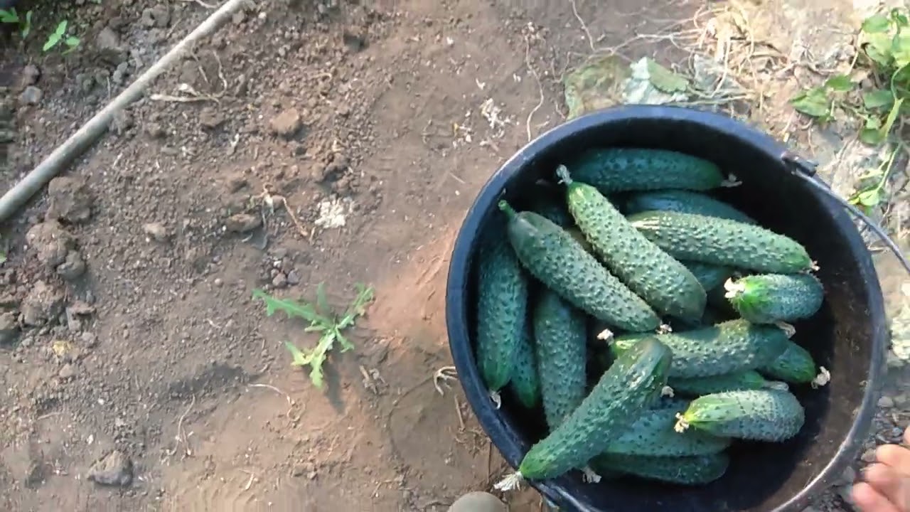 Огірок Тайгер - рекомендації щодо вирощування .