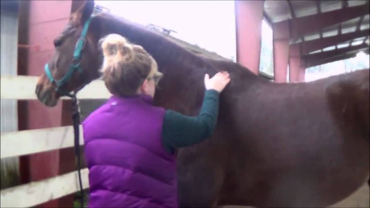 Canine and Equine Massage Therapy Care For Better Physical And Emotional Health